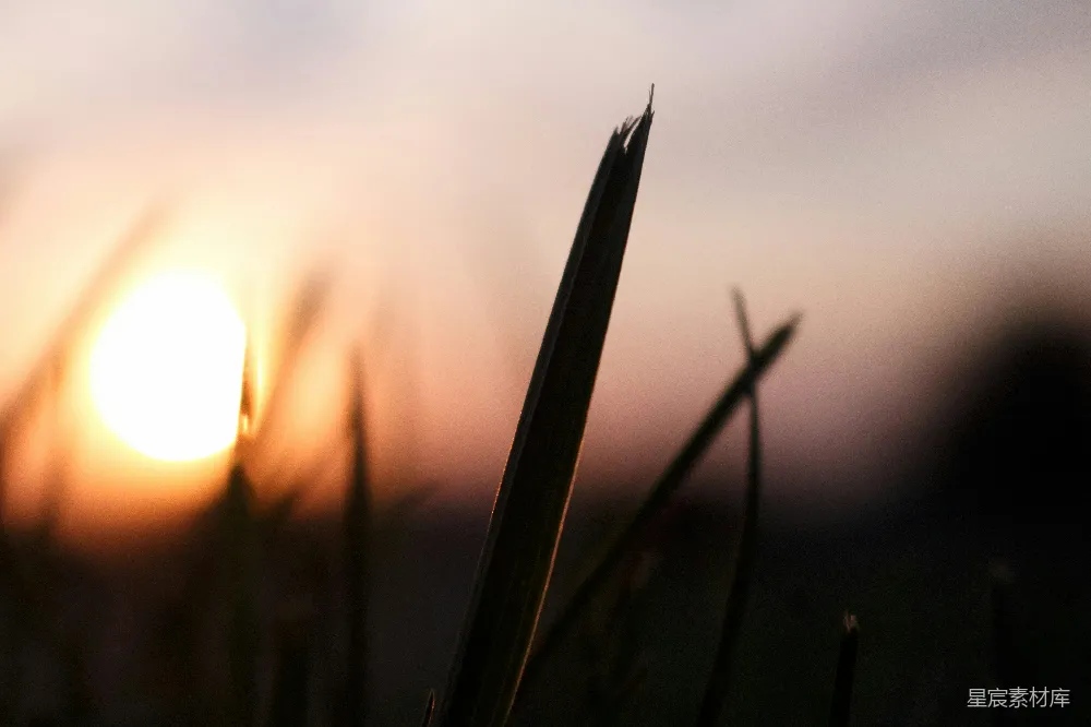 高清摄影 自然 日落 宁静 剪影 户外 夕阳下的草尖