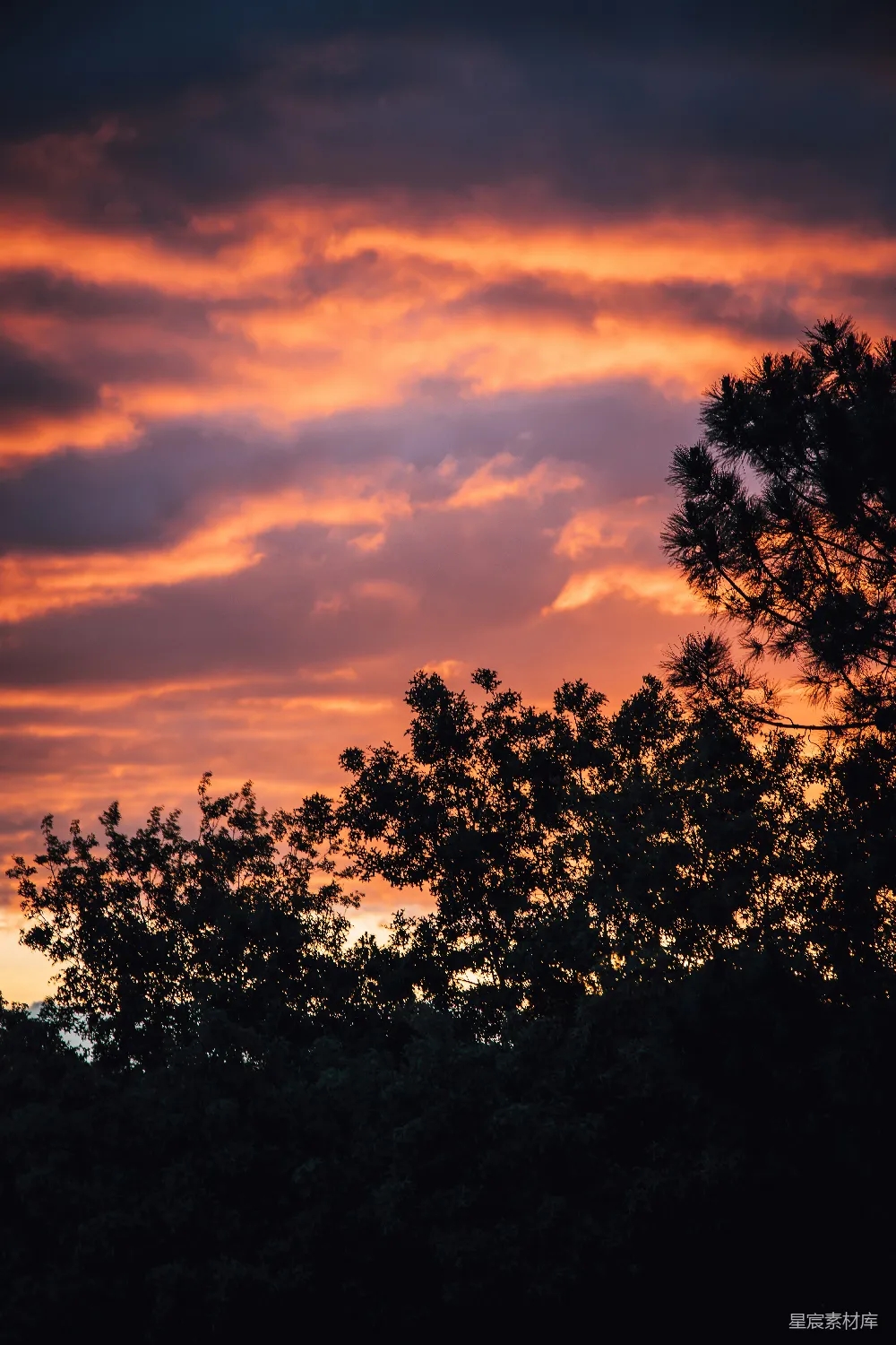 高清摄影 日落 树木 自然 宁静 风景 夕阳下的树梢