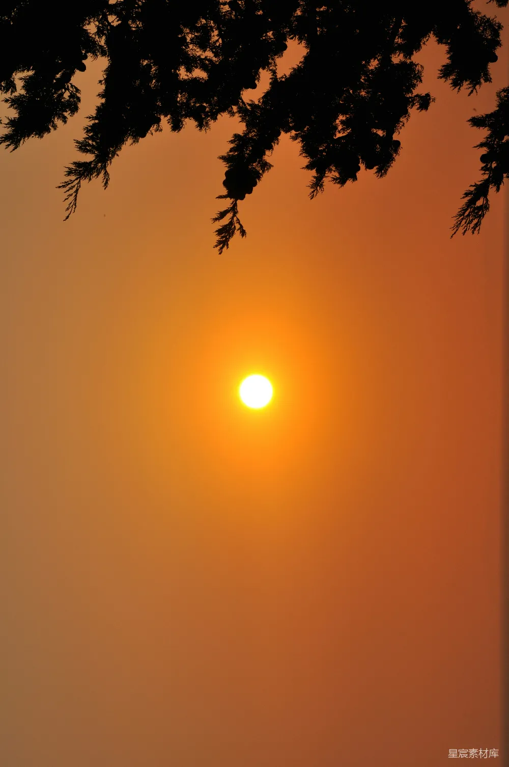 高清摄影 夕阳 树影 自然景观 日落 宁静 夕阳下的树影