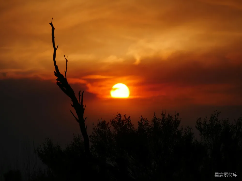 高清摄影 夕阳 剪影 自然风光 宁静 荒凉 夕阳下的枯树剪影