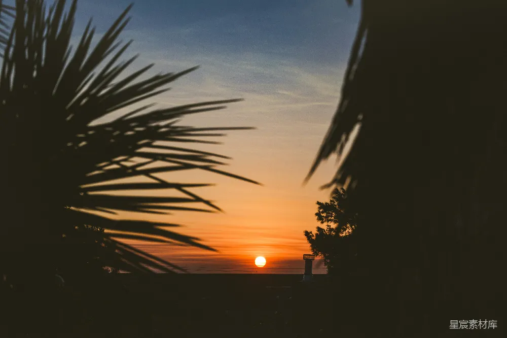高清摄影 自然景观 日落 棕榈树 宁静 户外 夕阳下的棕榈树剪影