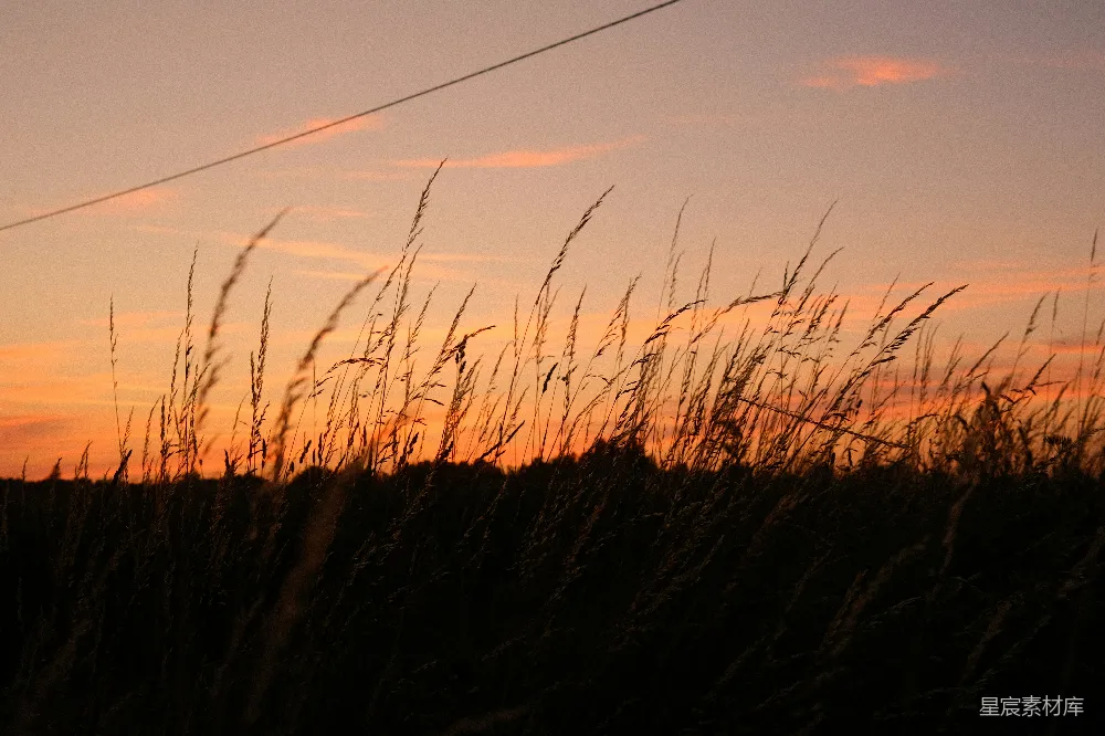 高清摄影 自然风光 日落 剪影 宁静 田园 夕阳下的草丛