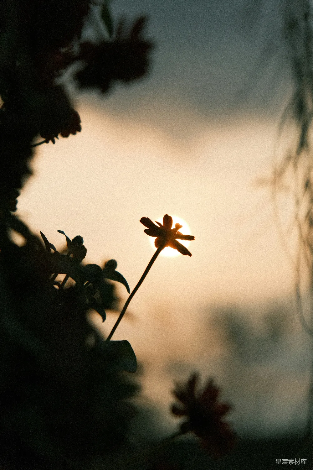 高清摄影 夕阳 花朵 剪影 自然 宁静 夕阳下的花朵剪影