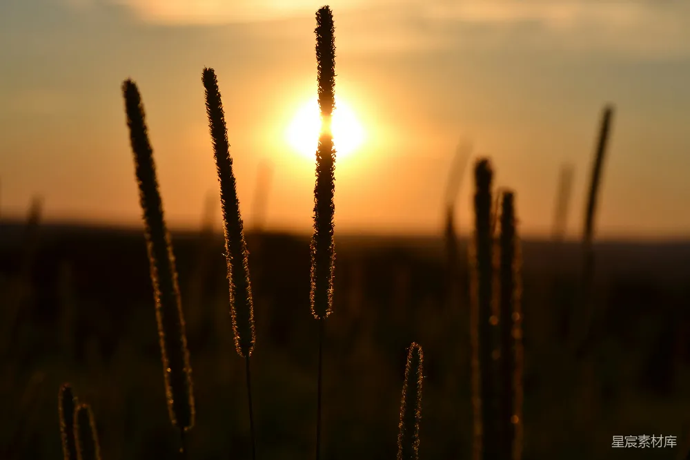 高清摄影 日落 自然 宁静 乡村 剪影 夕阳下的草丛剪影