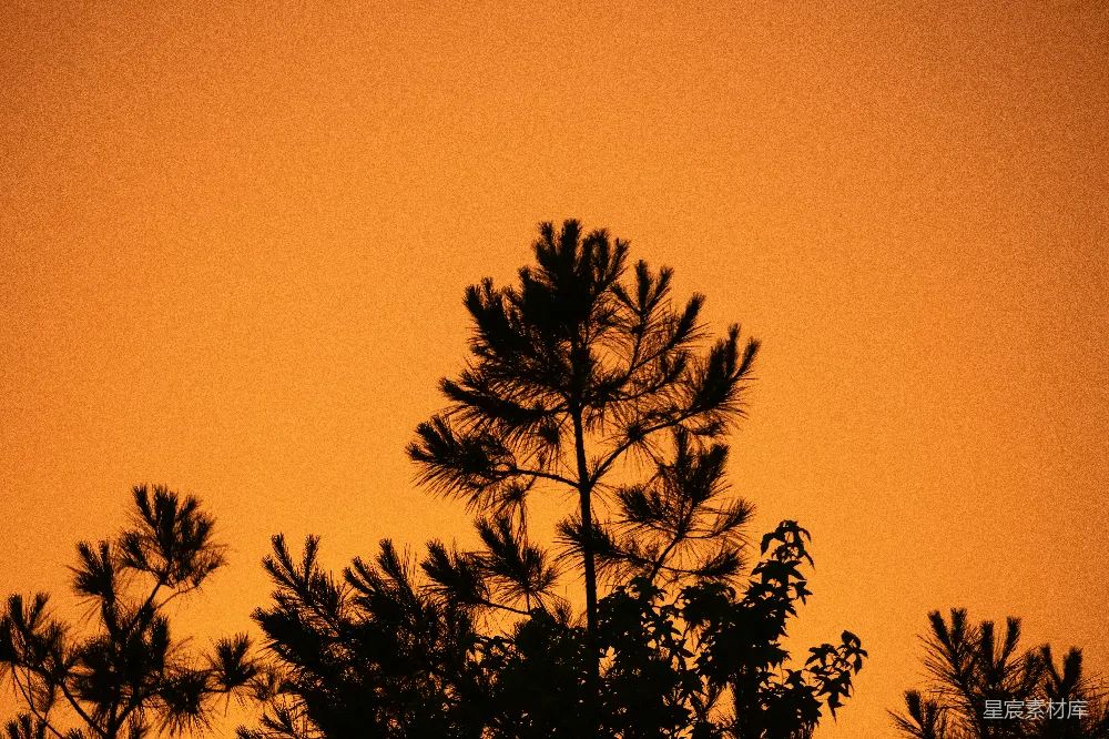 高清摄影 夕阳 松树 剪影 自然 宁静 夕阳下的松树剪影