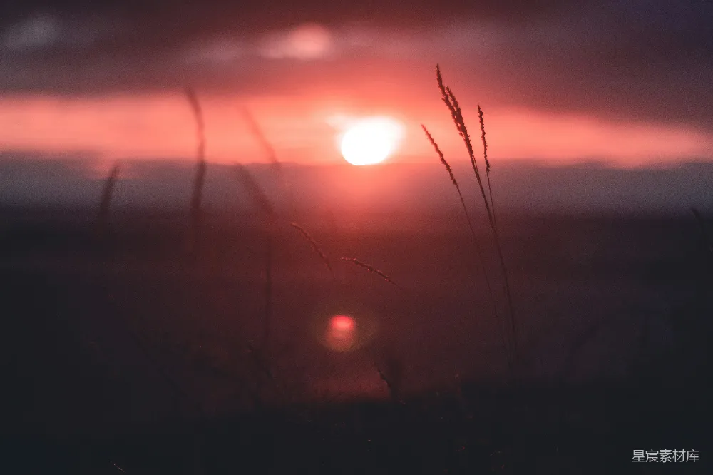 高清摄影 夕阳 自然风光 宁静 日落 户外 夕阳下的草丛