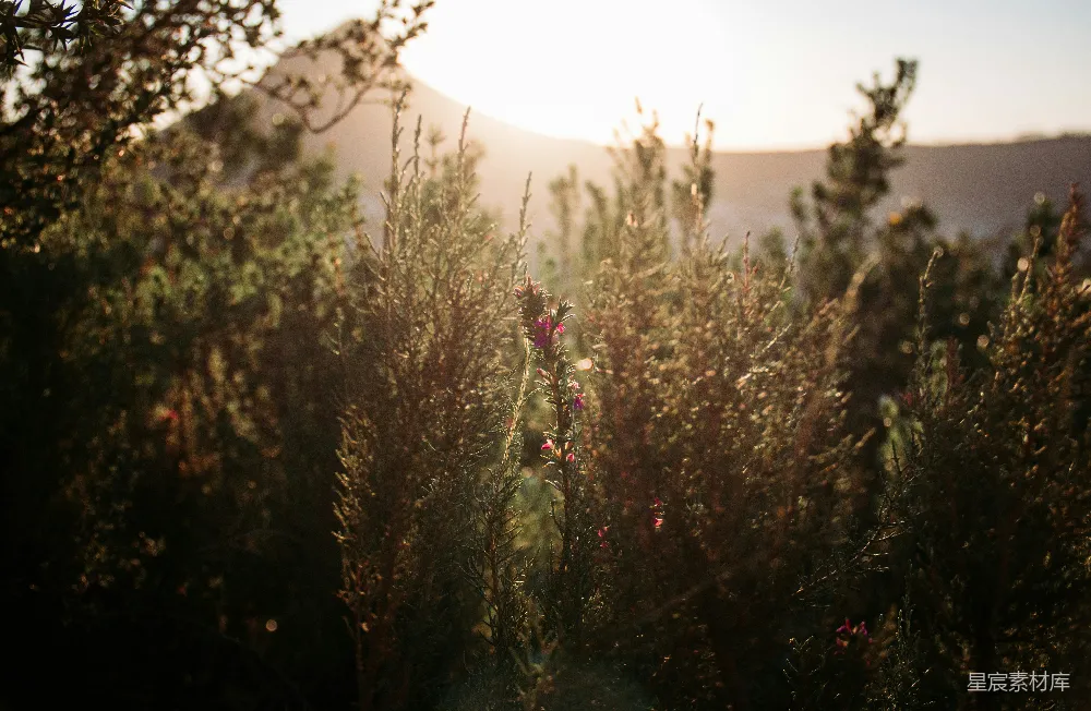 高清摄影 夕阳 植物 自然 宁静 风景 夕阳下的植物