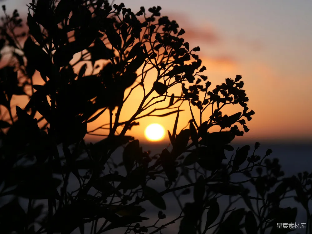 高清摄影 自然 剪影 夕阳 植物 宁静 夕阳下的剪影植物
