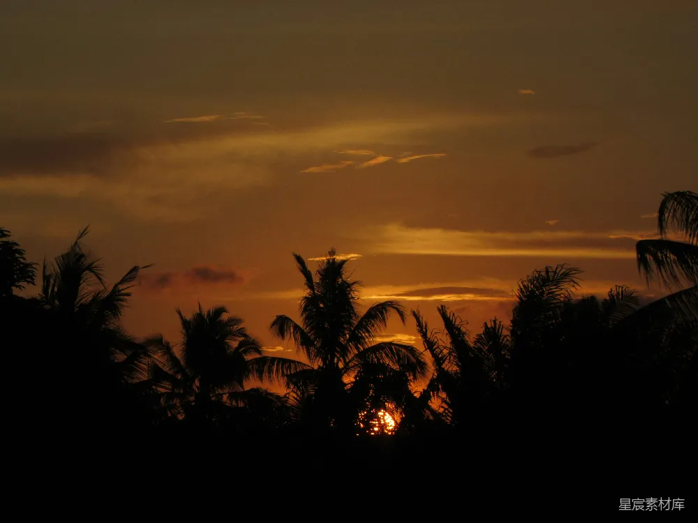 高清摄影 夕阳 椰子树 剪影 自然景观 宁静 夕阳下的椰子树剪影