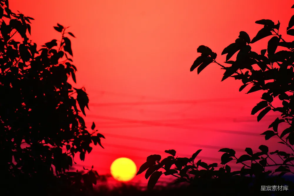 高清摄影 日落 自然风光 剪影艺术 宁静 户外 夕阳下的树影