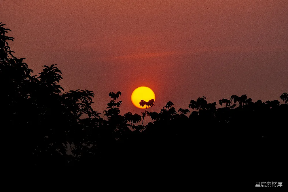 高清摄影 夕阳 树影 自然景观 宁静 日落 夕阳西下，树影剪影