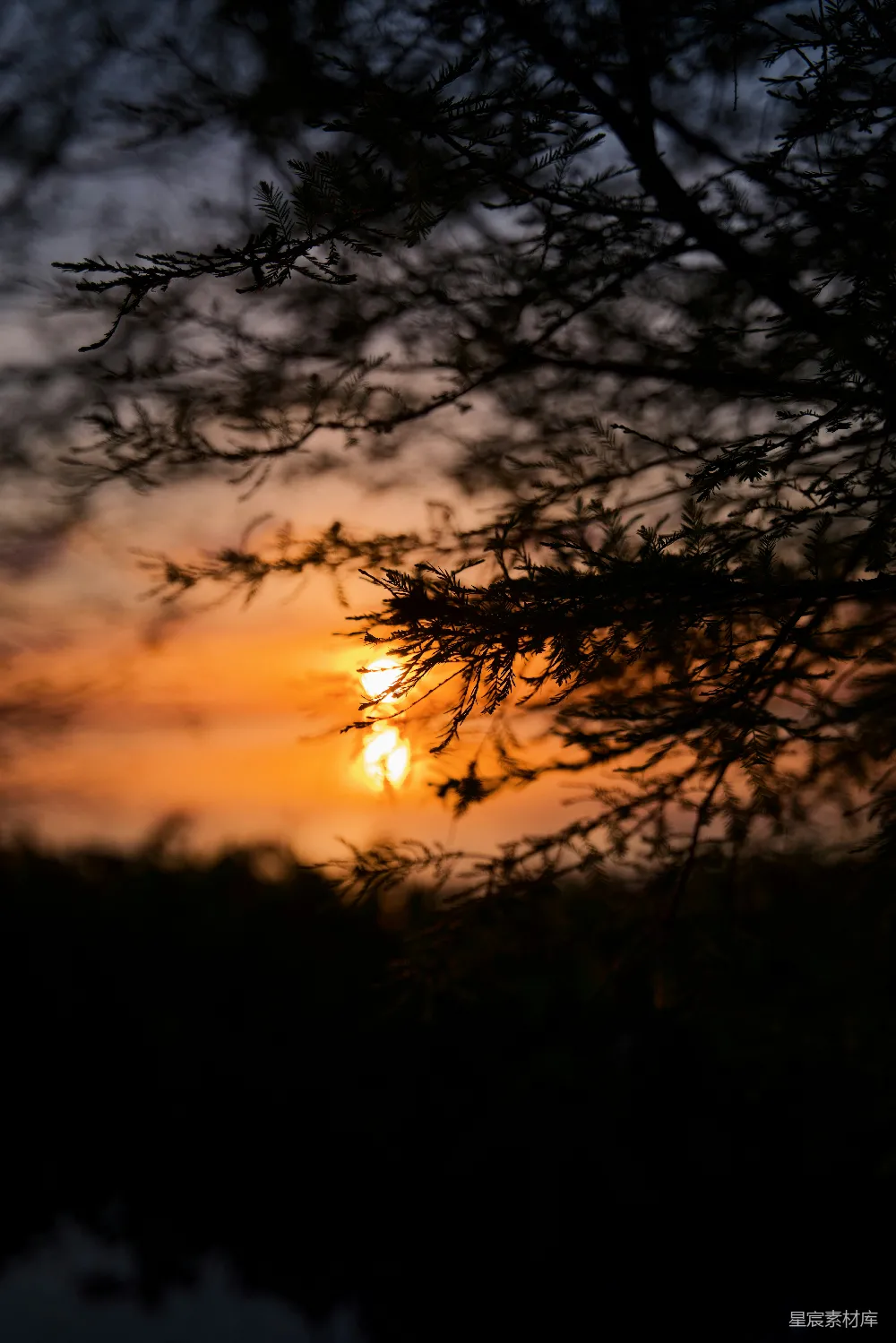 高清摄影 自然 日落 宁静 树木 黄昏 夕阳透过松枝