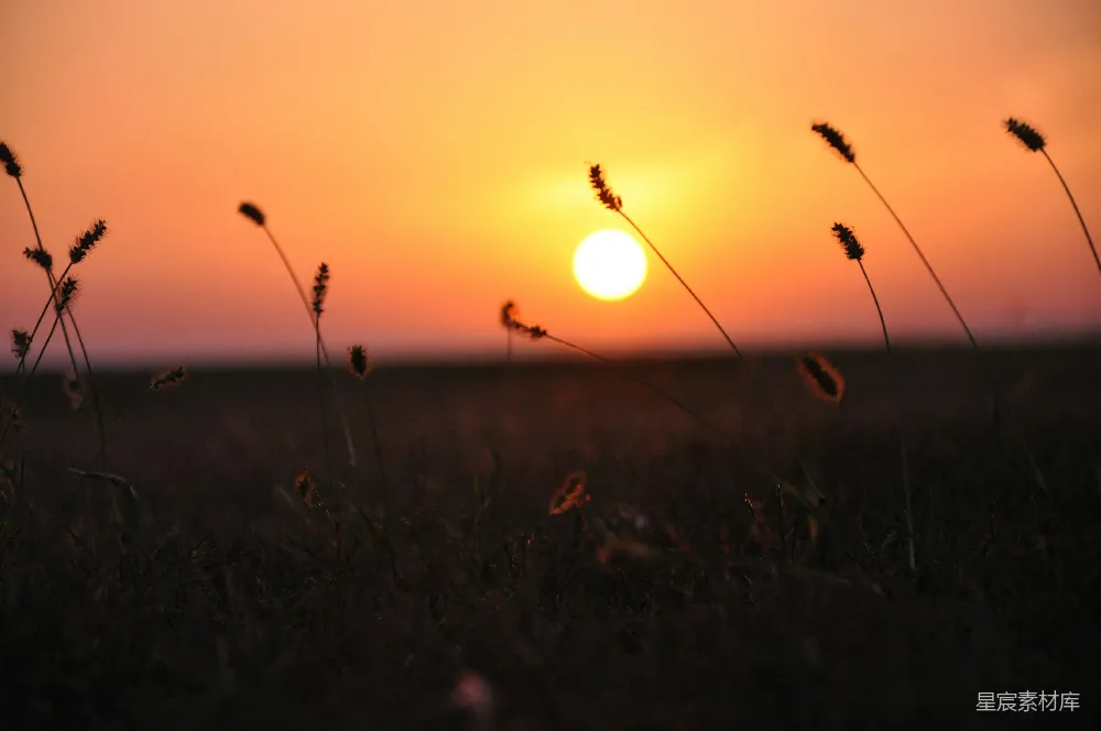 高清摄影 夕阳 自然 宁静 田野 日落 夕阳下的草