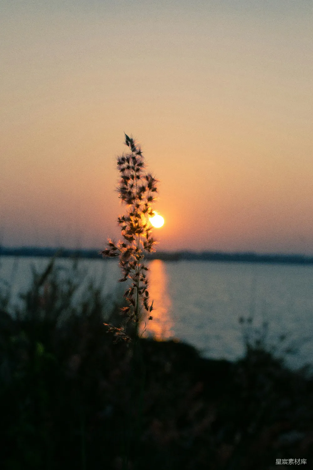 高清摄影 夕阳 芦苇 自然风光 宁静 日落 夕阳下的芦苇