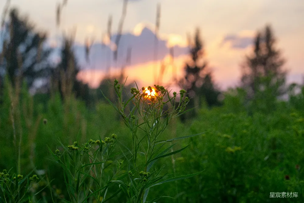 高清摄影 夕阳 野花 自然风光 宁静 美好 夕阳下的野花