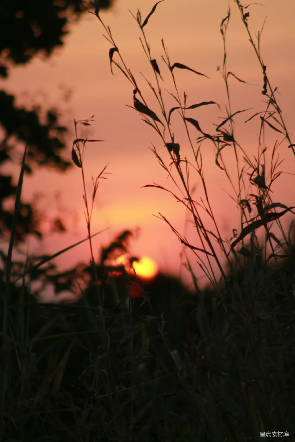 高清摄影 夕阳 草丛 自然 宁静 田园 夕阳下的草丛