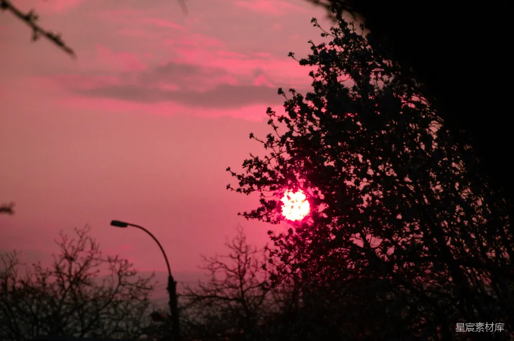 高清摄影 夕阳 树木 剪影 自然 宁静 夕阳透过树木的剪影