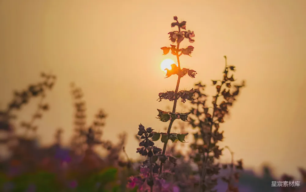 高清摄影 夕阳 花草 自然 宁静 风景 夕阳下的花草