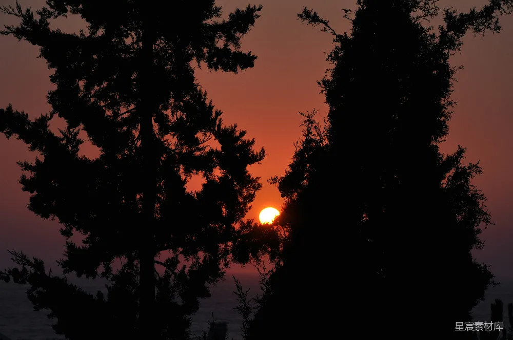 高清摄影 自然风光 日落 树木 宁静 美丽 夕阳透过松树的剪影