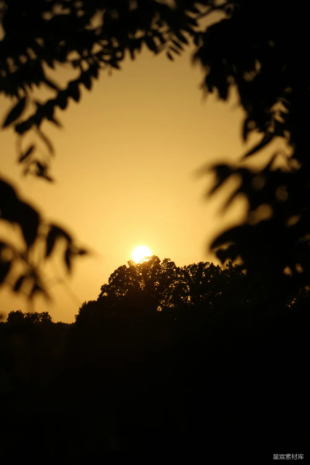 高清摄影 自然风光 日落 宁静 树影 黄昏 夕阳透过树叶