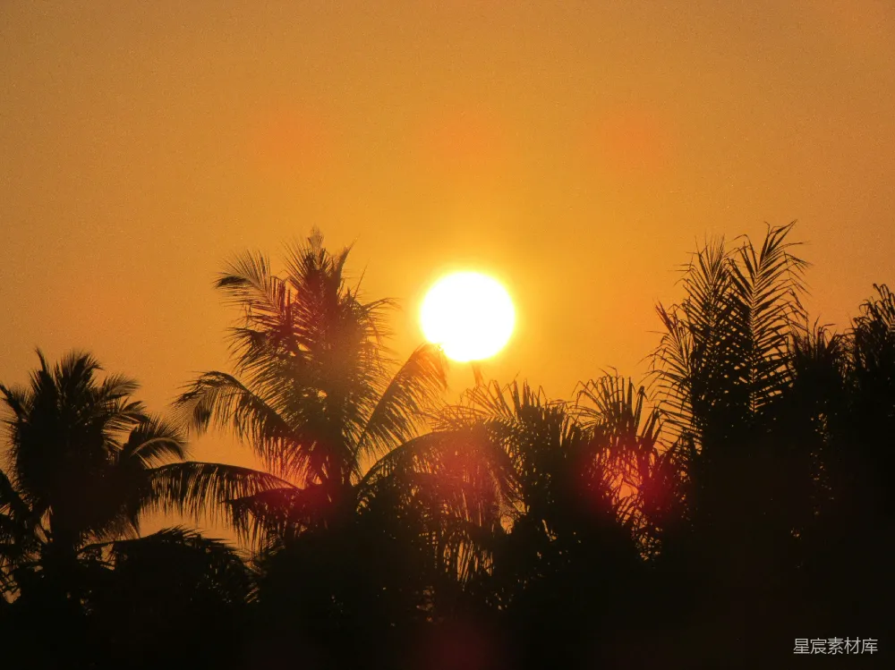 高清摄影 日落 自然风光 热带风情 宁静 自然之美 夕阳下的椰子树