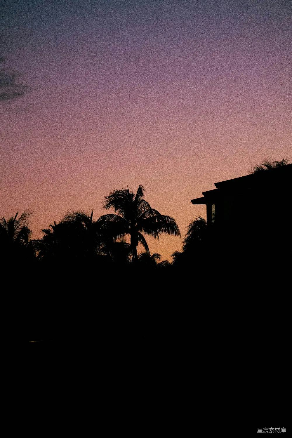 高清摄影 日落 棕榈树 剪影 自然 宁静 夕阳下的棕榈树剪影