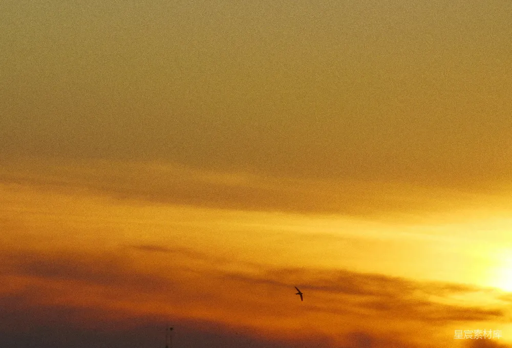 高清摄影 夕阳 鸟影 自然美景 宁静 温暖 夕阳余晖中的鸟影