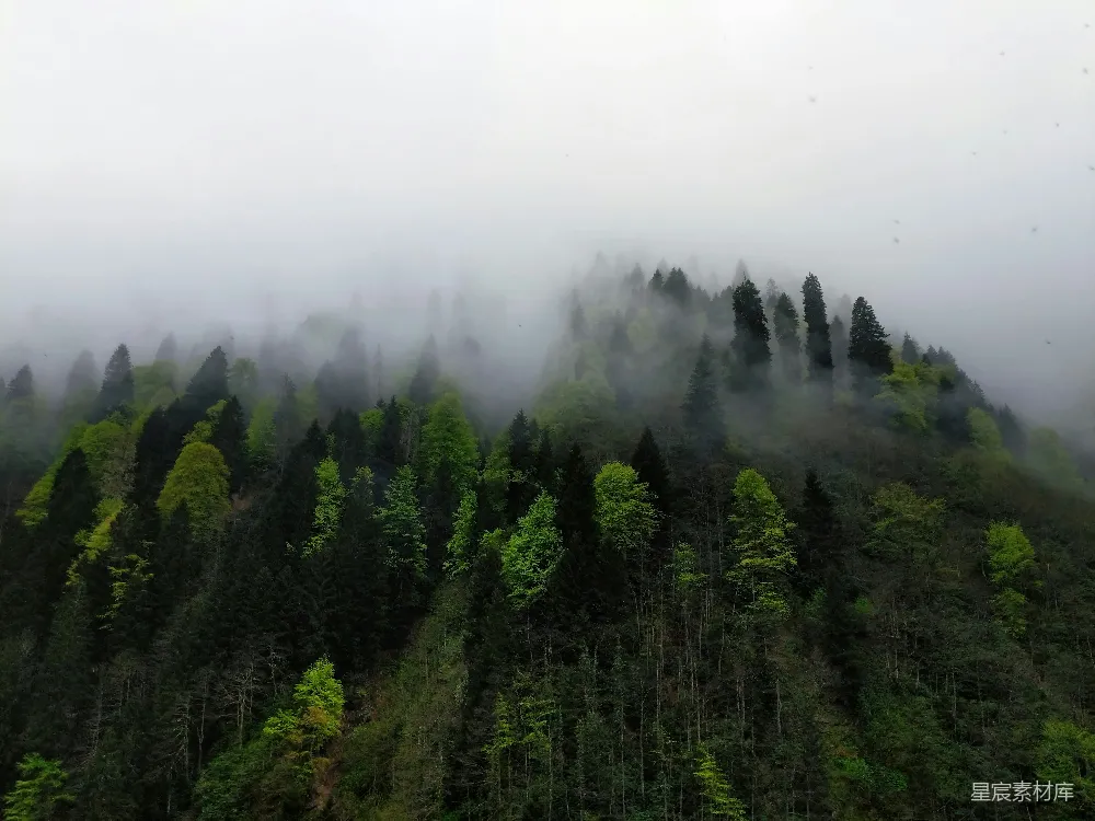 高清摄影 森林 雾气 自然 宁静 山脉 雾中森林