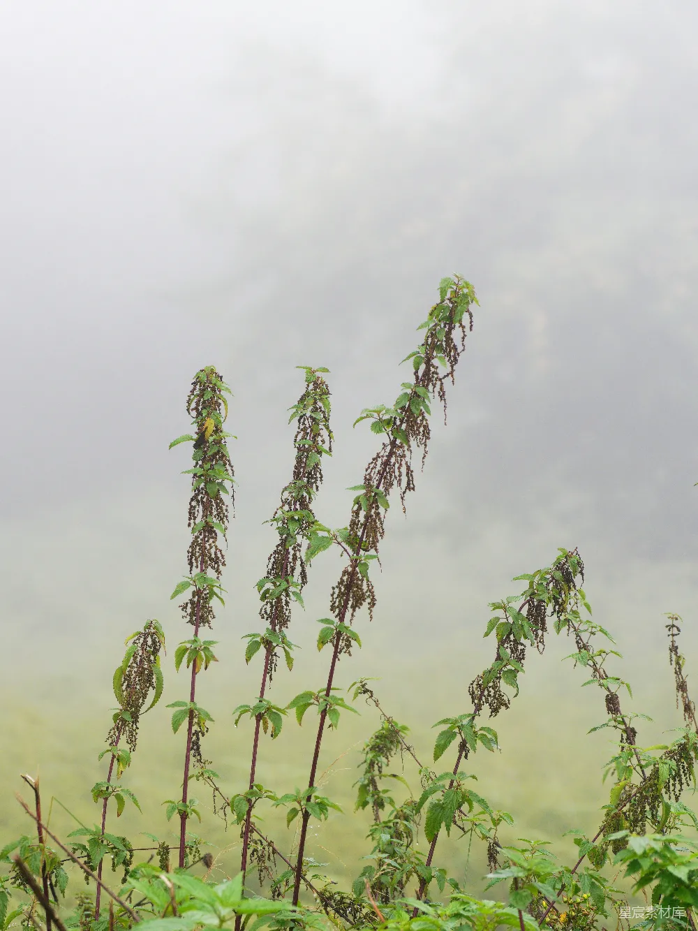 高清摄影 植物 雾气 自然 户外 宁静 雾中植物
