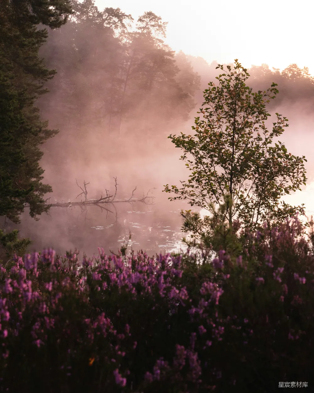 高清摄影 晨雾 湖泊 自然风光 宁静 紫色花卉 晨雾中的宁静湖景