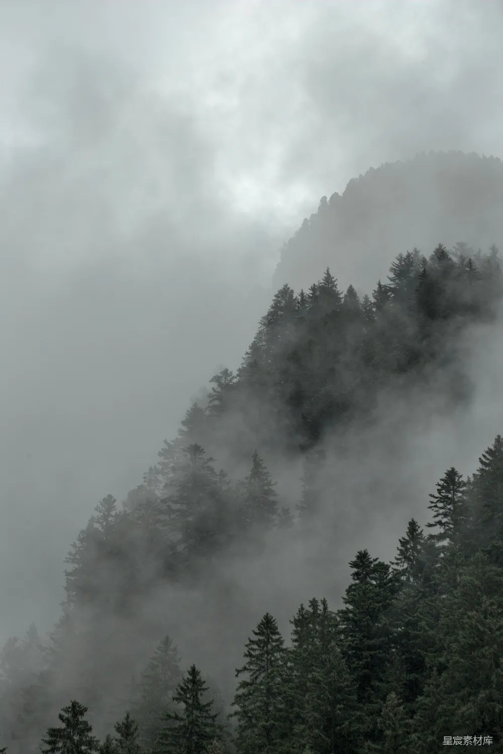 高清摄影 森林 雾气 自然 宁静 风景 雾中森林