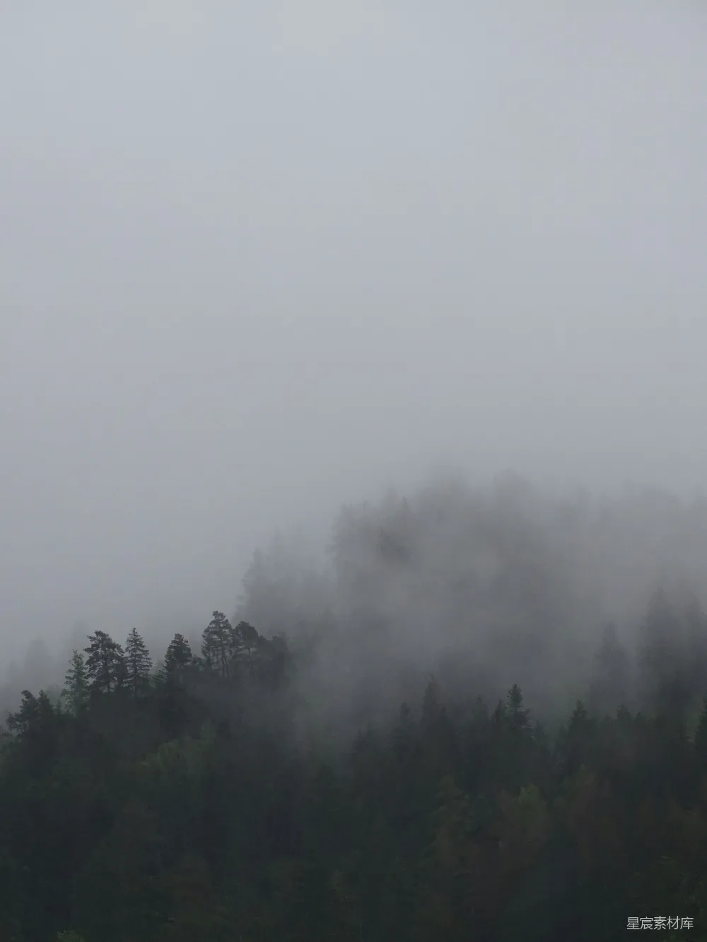 高清摄影 森林 雾气 自然 宁静 风景 雾中的森林
