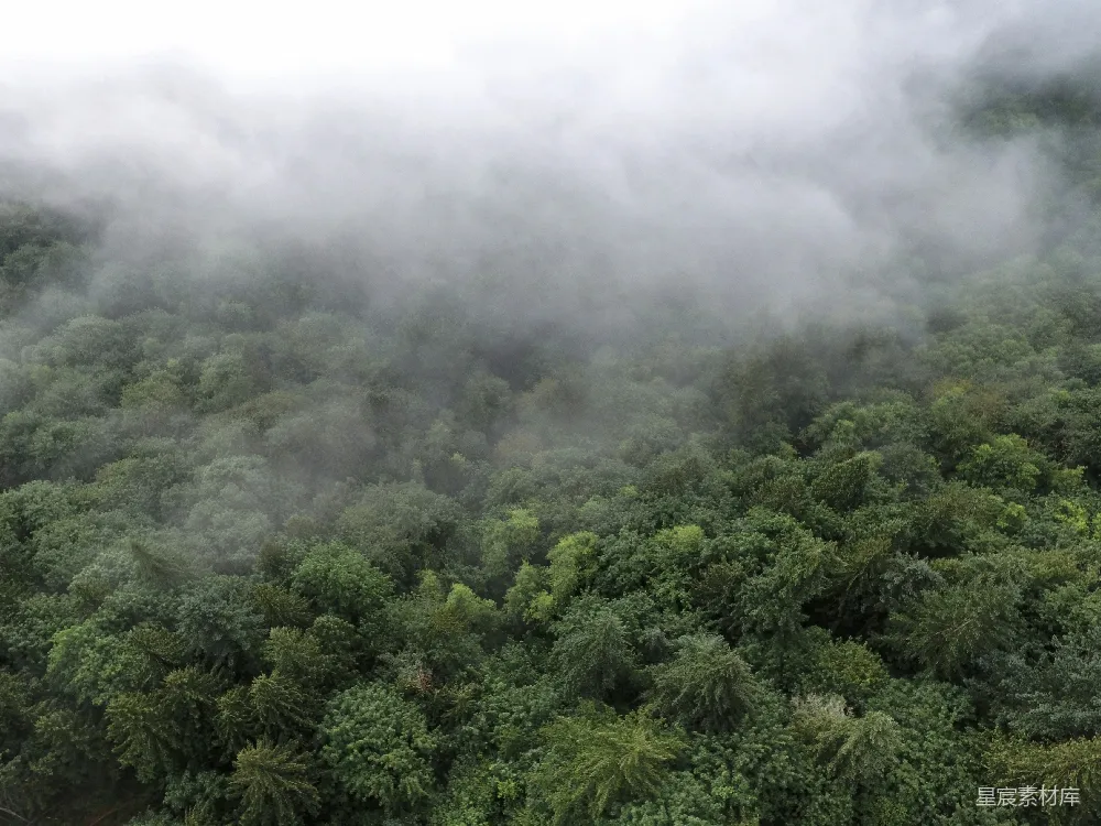 高清摄影 森林 雾气 自然 宁静 风景 云雾缭绕的森林