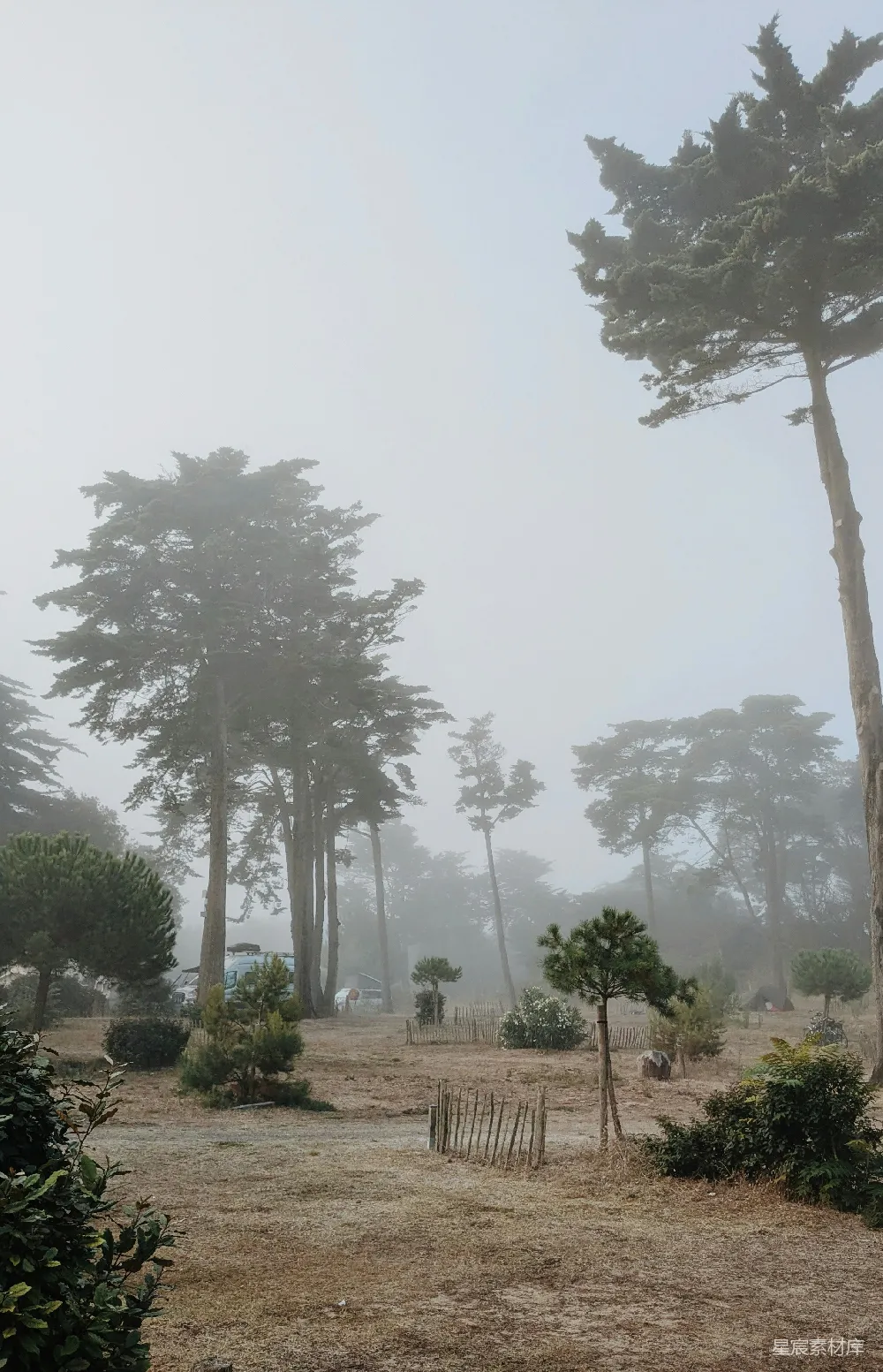 高清摄影 松树 雾气 自然 宁静 户外 雾中的松树林
