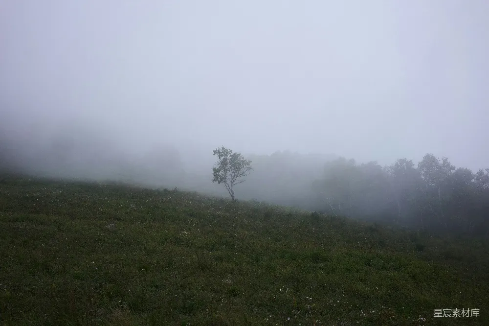 高清摄影 雾 孤独 自然 宁静 风景 雾中的一棵树