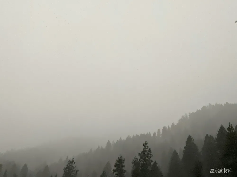 高清摄影 自然风光 山林 雾景 宁静 户外 雾中松林