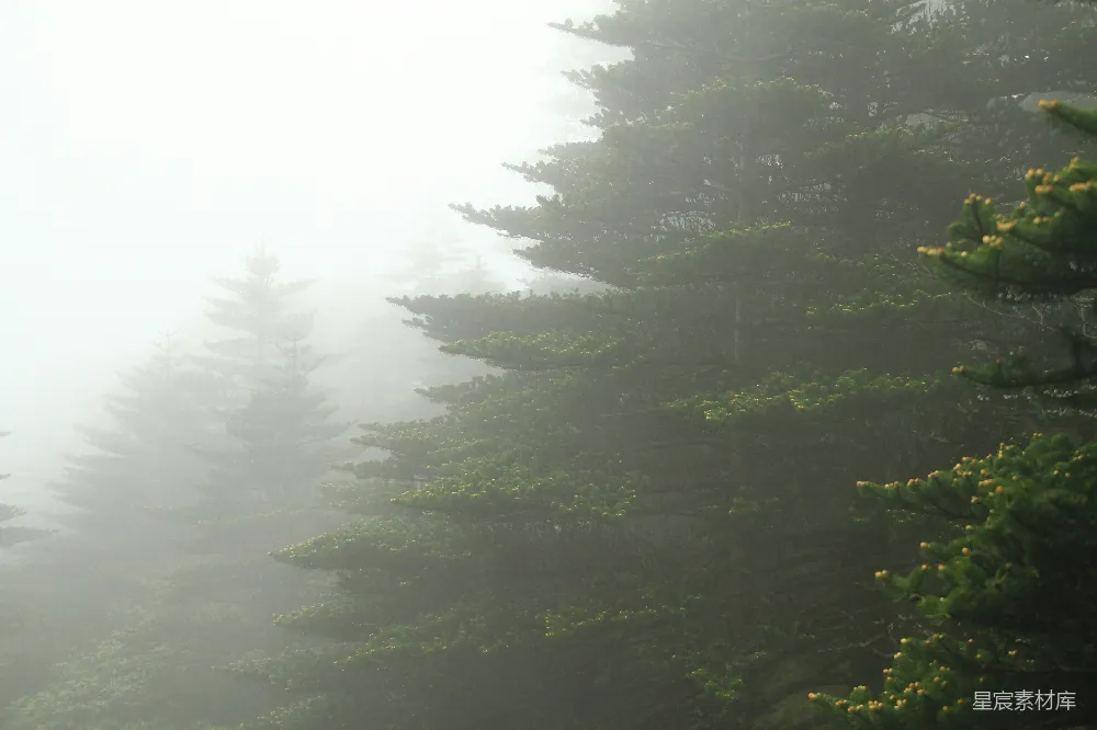 高清摄影 自然风景 森林 雾气 宁静 户外 雾中的松树