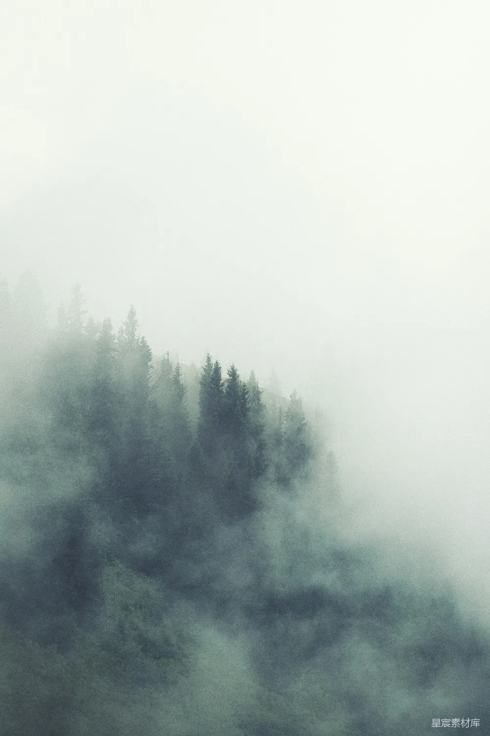 高清摄影 森林 雾 宁静 自然 风景 雾中的森林