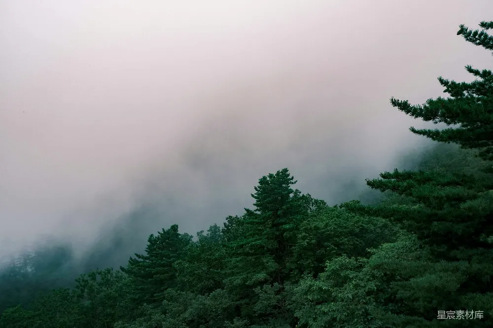 高清摄影 自然风光 山林 雾气 宁静 森林 云雾缭绕的山林