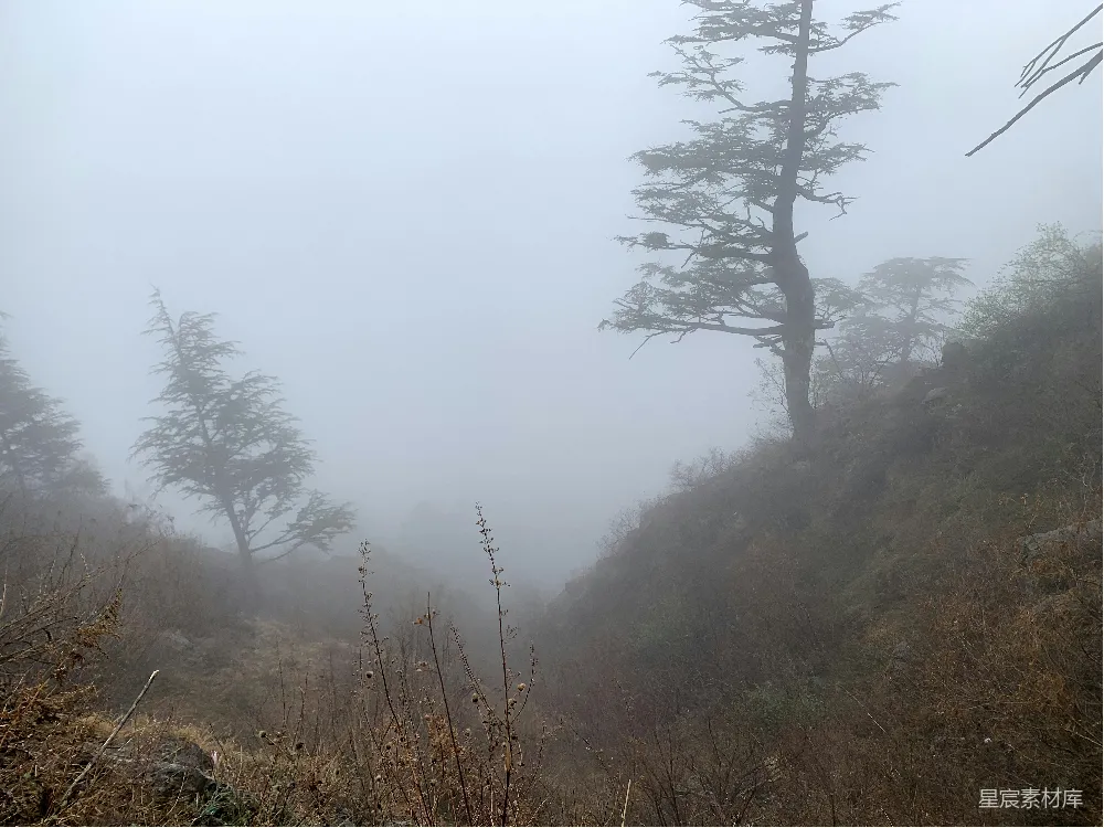高清摄影 自然风光 雾气缭绕 山林 宁静 户外 雾中的山林
