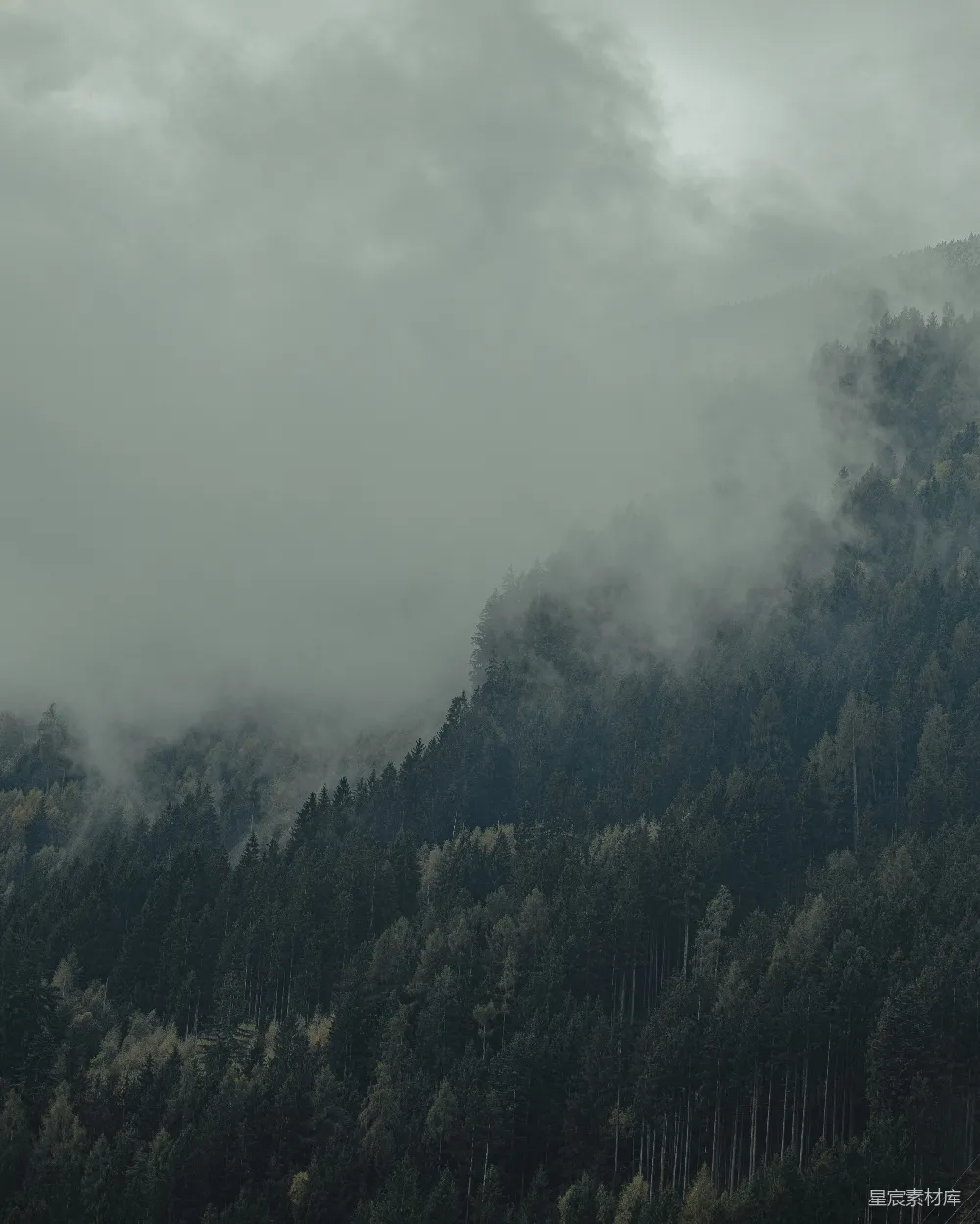高清摄影 森林 雾气 自然 宁静 风景 雾中的森林