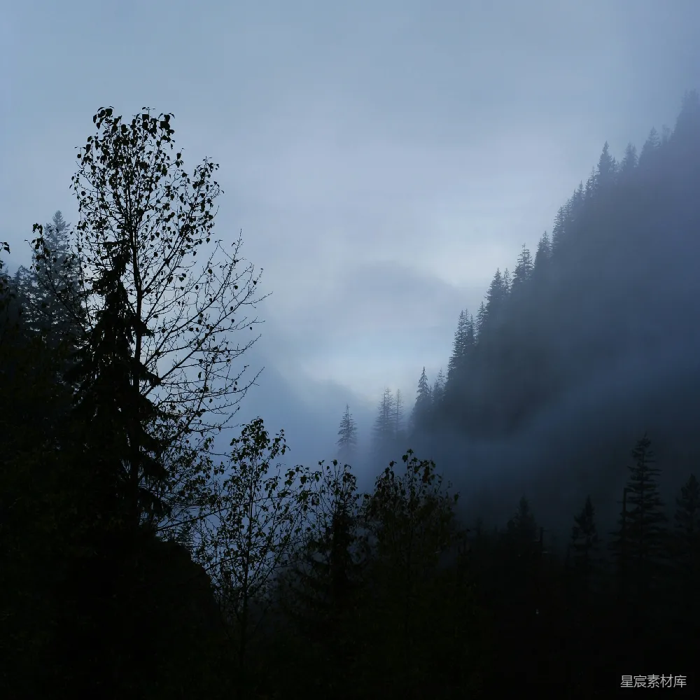 高清摄影 森林 雾 宁静 自然 风景 雾中森林的宁静