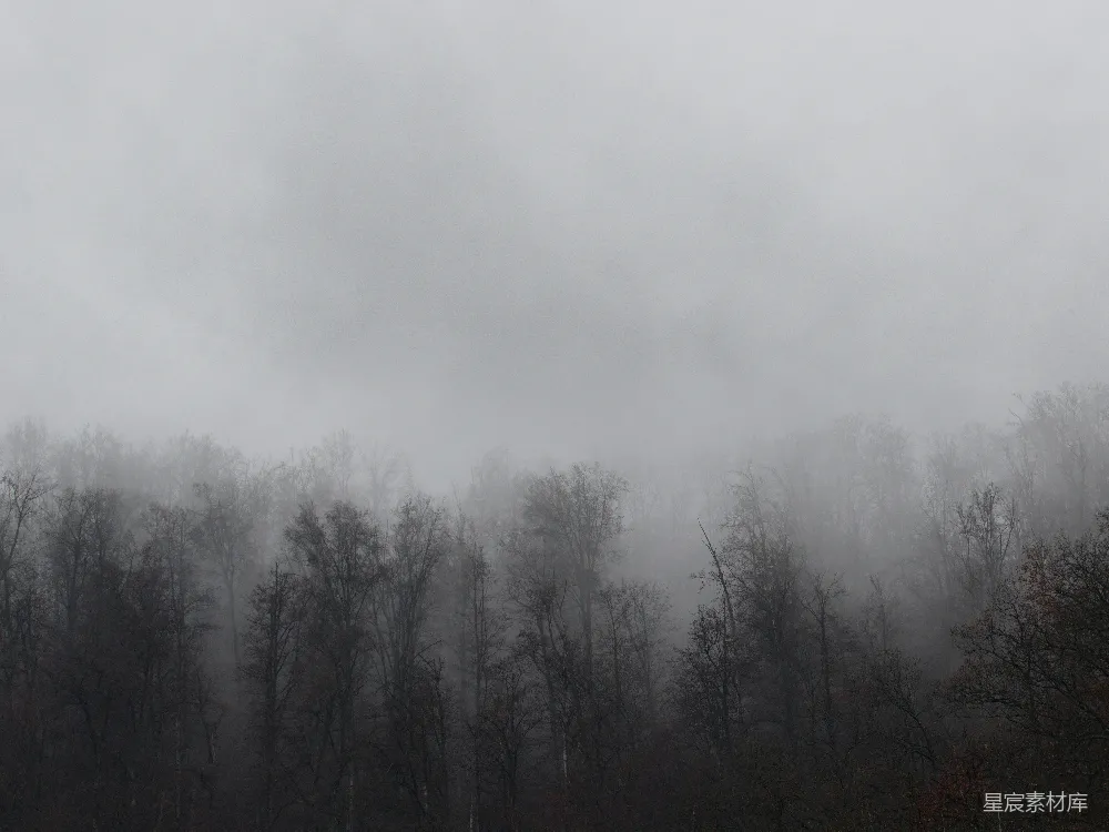 高清摄影 森林 雾 自然 宁静 神秘 雾中森林