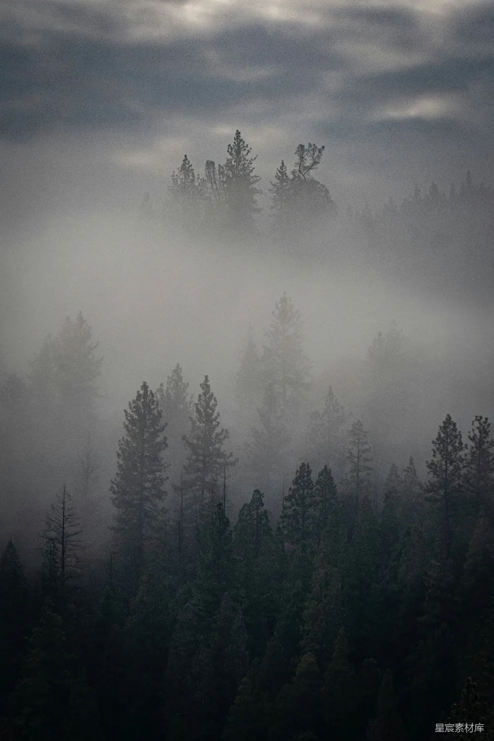 高清摄影 森林 雾 自然 宁静 风景 雾中的森林