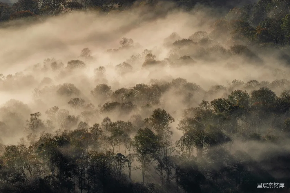 高清摄影 自然 风景 晨雾 森林 宁静 雾中森林