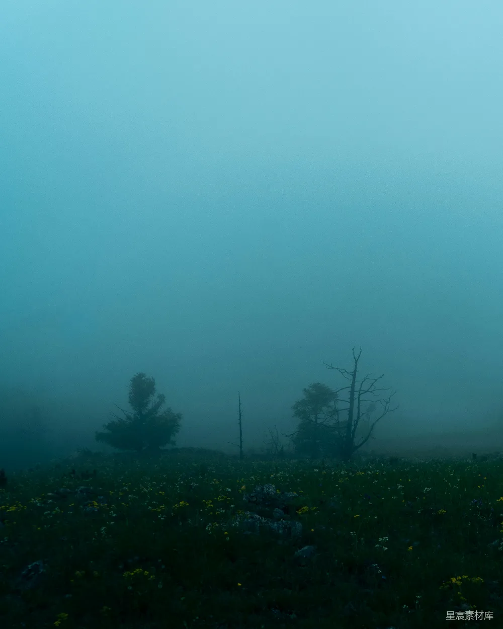 高清摄影 森林 雾气 宁静 自然 风景 雾中的宁静森林