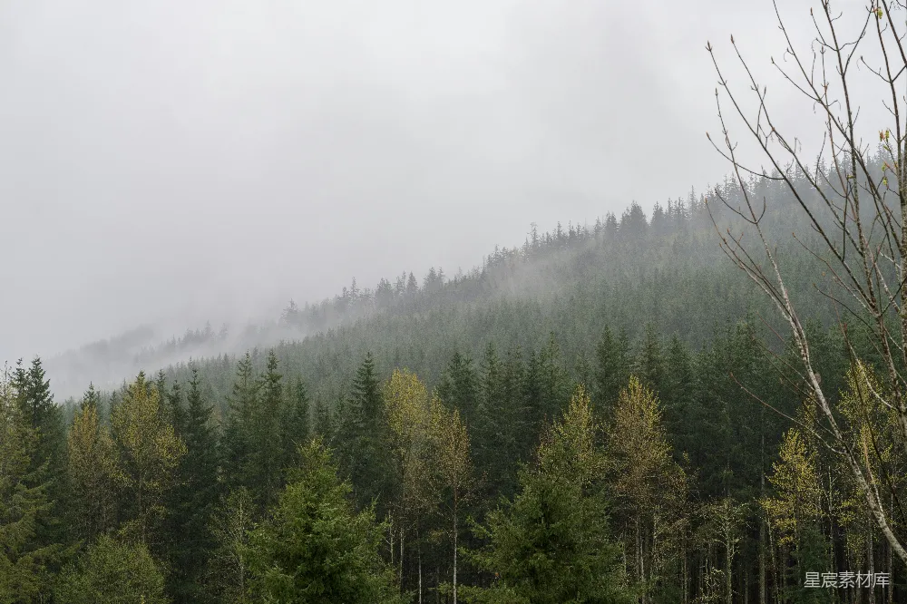 高清摄影 山林 雾气 自然风光 宁静 户外 雾蒙蒙的山林