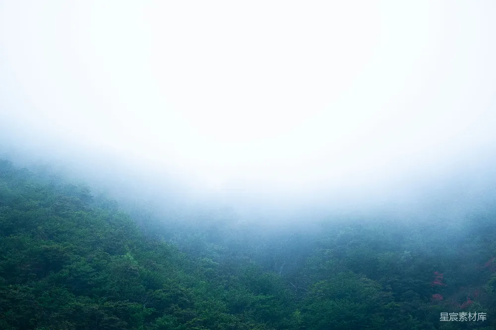 高清摄影 自然 宁静 森林 雾气 风景 雾中的森林