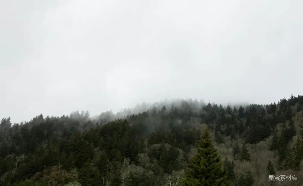 高清摄影 森林 雾气 自然 宁静 风景 雾中森林