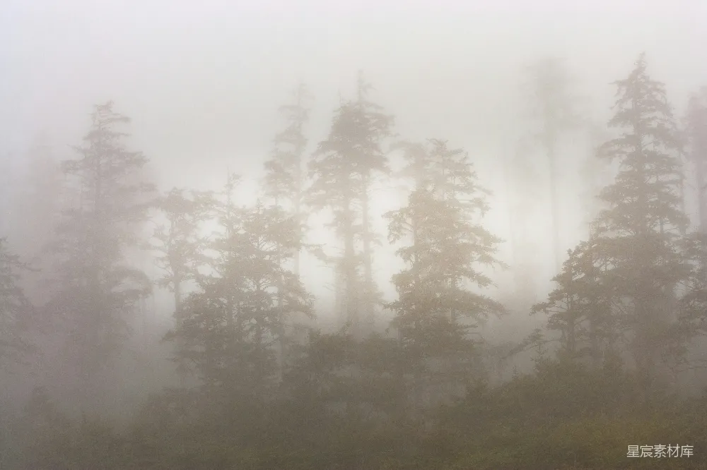 高清摄影 森林 雾 自然 宁静 风景 雾中的松树林